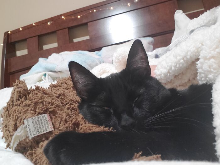 Hey Pandas, Post Weird Things Your Pet Does While Sleeping (Closed) Hey Pandas, Post Weird Things Your Pet Does While Sleeping (Closed)