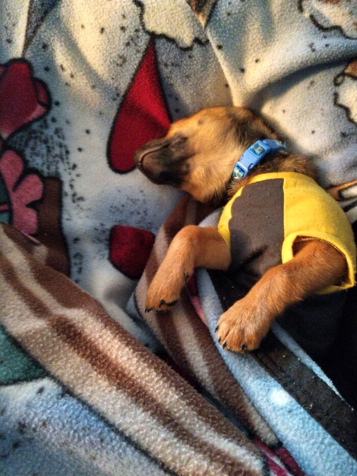 Hey Pandas, Post Weird Things Your Pet Does While Sleeping (Closed) Hey Pandas, Post Weird Things Your Pet Does While Sleeping (Closed)