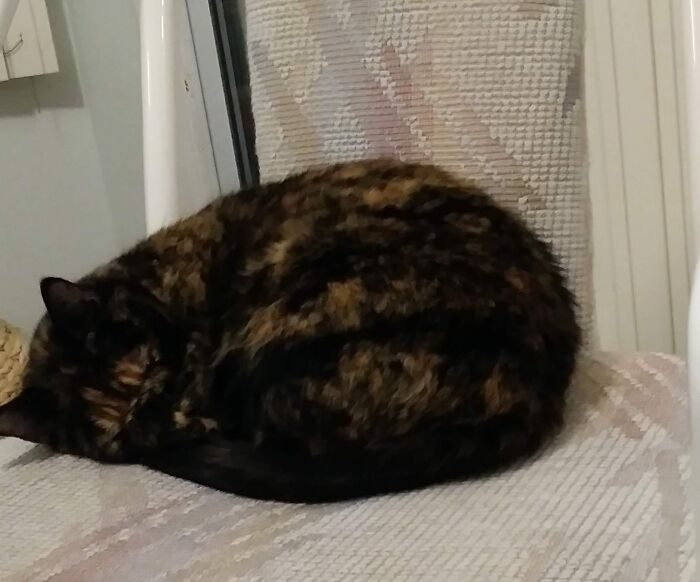 Hey Pandas, Post Weird Things Your Pet Does While Sleeping (Closed) Hey Pandas, Post Weird Things Your Pet Does While Sleeping (Closed)