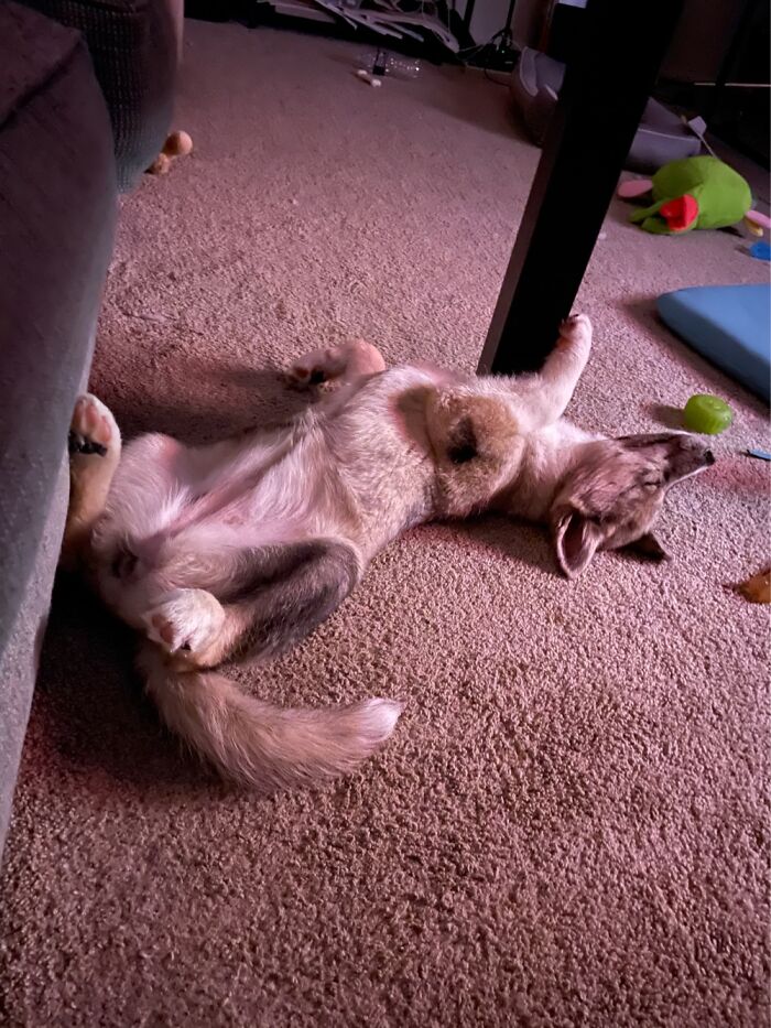 Hey Pandas, Post Weird Things Your Pet Does While Sleeping (Closed) Hey Pandas, Post Weird Things Your Pet Does While Sleeping (Closed)