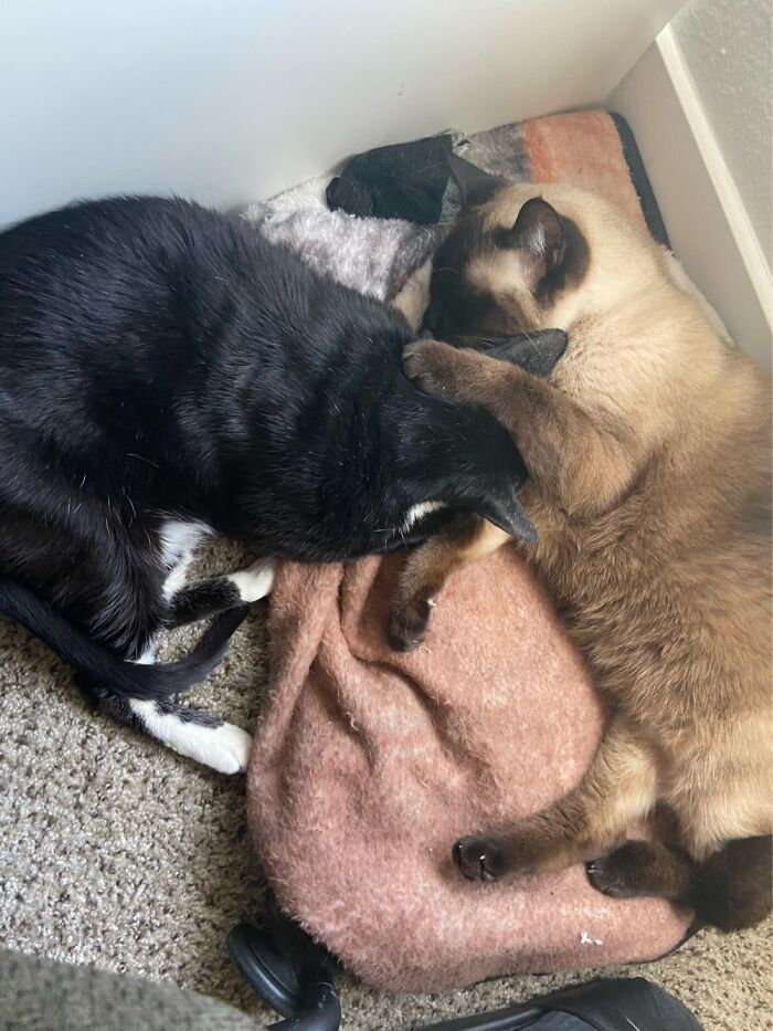 Hey Pandas, Post Weird Things Your Pet Does While Sleeping (Closed) Hey Pandas, Post Weird Things Your Pet Does While Sleeping (Closed)