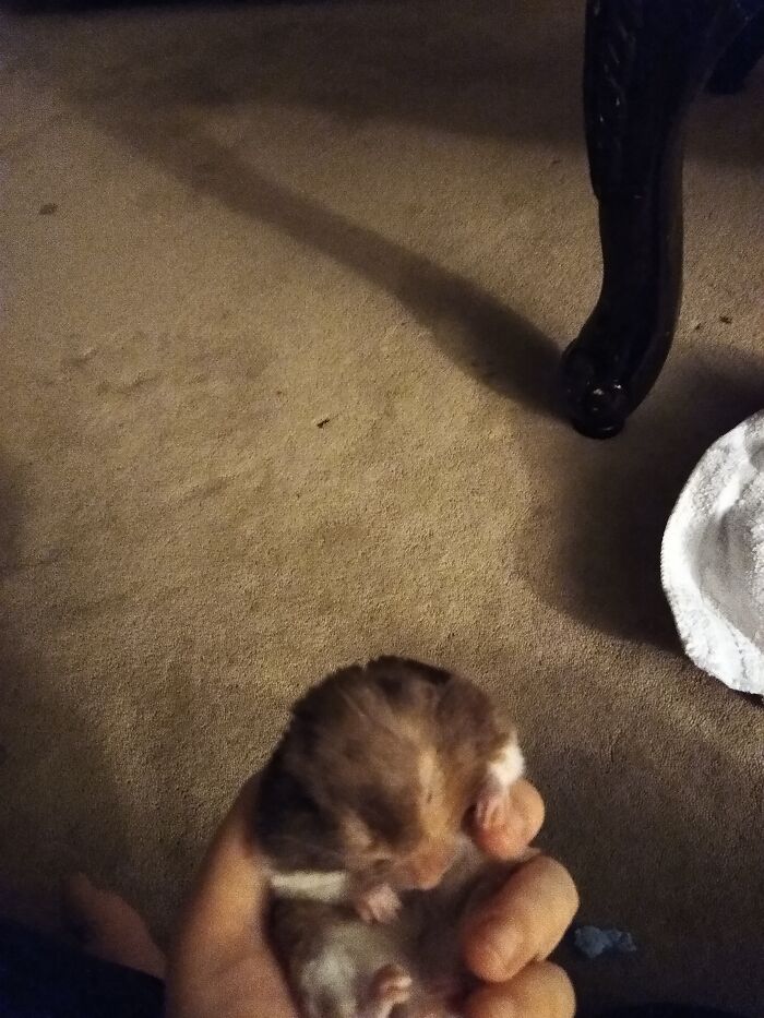 Hey Pandas, Post Weird Things Your Pet Does While Sleeping (Closed) Hey Pandas, Post Weird Things Your Pet Does While Sleeping (Closed)