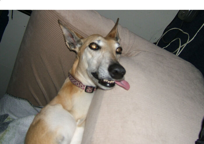 Hey Pandas, Post Weird Things Your Pet Does While Sleeping (Closed) Hey Pandas, Post Weird Things Your Pet Does While Sleeping (Closed)