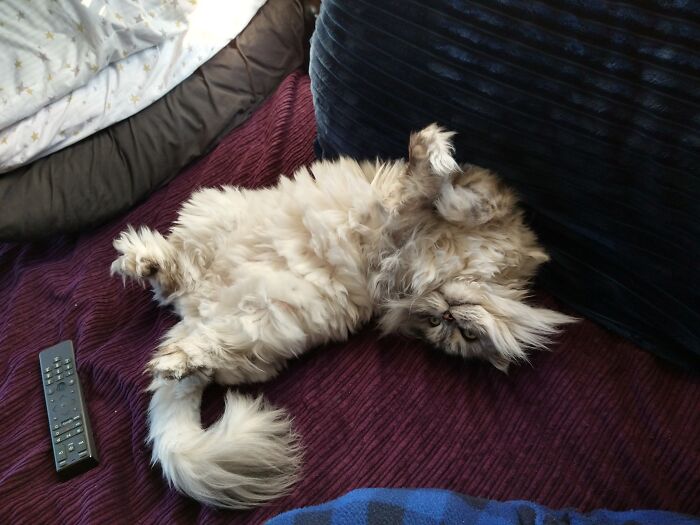 Hey Pandas, Post Weird Things Your Pet Does While Sleeping (Closed) Hey Pandas, Post Weird Things Your Pet Does While Sleeping (Closed)