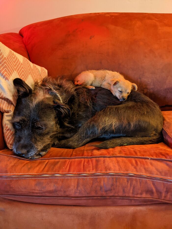 Hey Pandas, Post Weird Things Your Pet Does While Sleeping (Closed) Hey Pandas, Post Weird Things Your Pet Does While Sleeping (Closed)