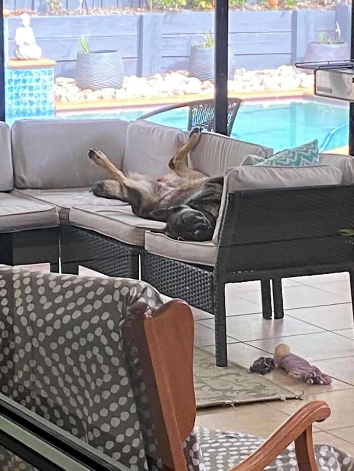 Hey Pandas, Post Weird Things Your Pet Does While Sleeping (Closed) Hey Pandas, Post Weird Things Your Pet Does While Sleeping (Closed)