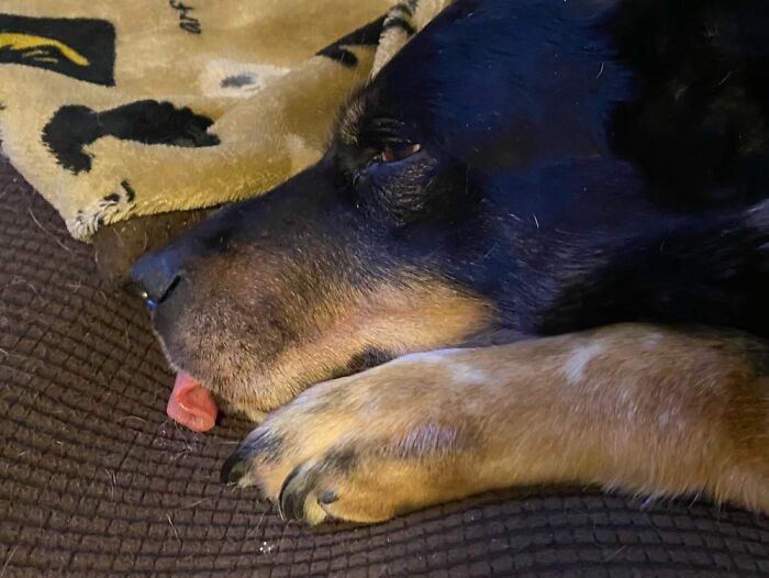 Hey Pandas, Post Weird Things Your Pet Does While Sleeping (Closed) Hey Pandas, Post Weird Things Your Pet Does While Sleeping (Closed)