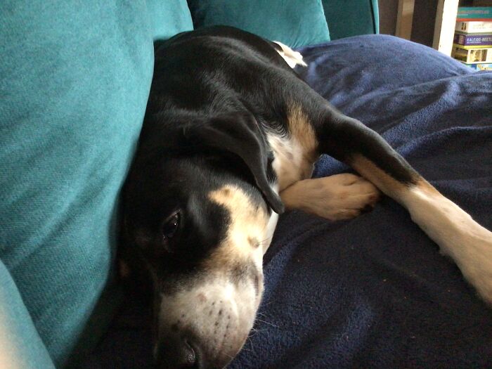 Hey Pandas, Post Weird Things Your Pet Does While Sleeping (Closed) Hey Pandas, Post Weird Things Your Pet Does While Sleeping (Closed)