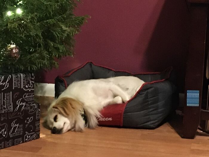 Hey Pandas, Post Weird Things Your Pet Does While Sleeping (Closed) Hey Pandas, Post Weird Things Your Pet Does While Sleeping (Closed)