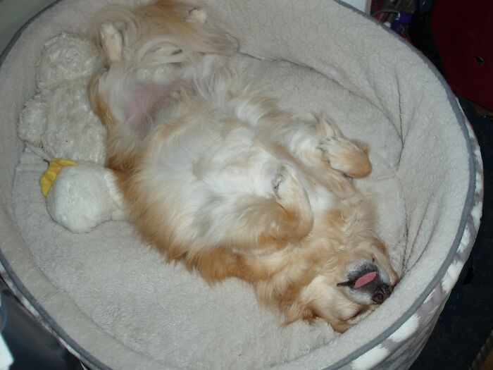 Hey Pandas, Post Weird Things Your Pet Does While Sleeping (Closed) Hey Pandas, Post Weird Things Your Pet Does While Sleeping (Closed)