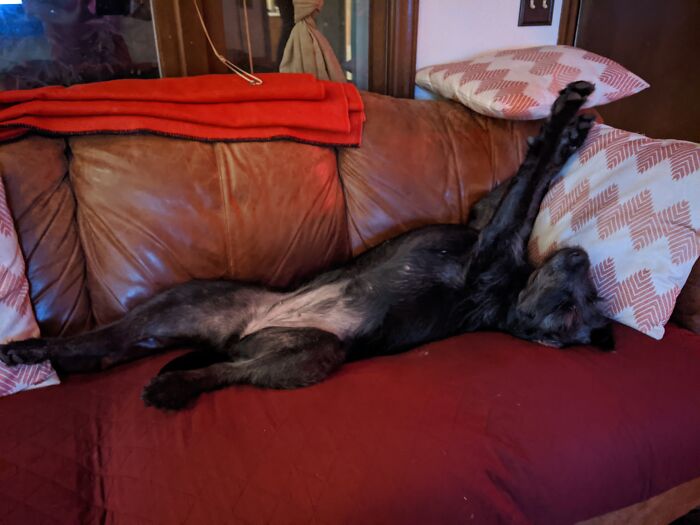 Hey Pandas, Post Weird Things Your Pet Does While Sleeping (Closed) Hey Pandas, Post Weird Things Your Pet Does While Sleeping (Closed)