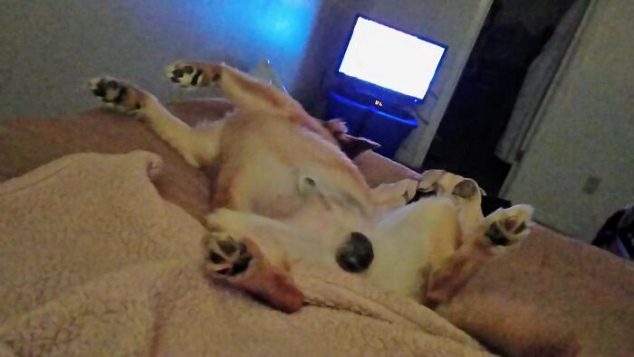 Hey Pandas, Post Weird Things Your Pet Does While Sleeping (Closed) Hey Pandas, Post Weird Things Your Pet Does While Sleeping (Closed)