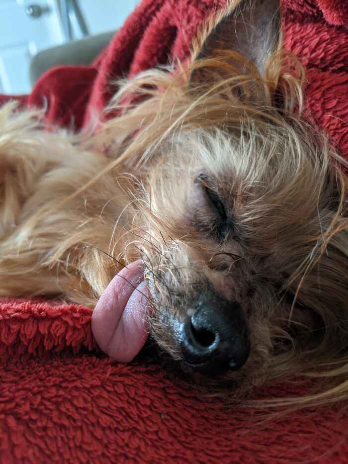 Hey Pandas, Post Weird Things Your Pet Does While Sleeping (Closed) Hey Pandas, Post Weird Things Your Pet Does While Sleeping (Closed)