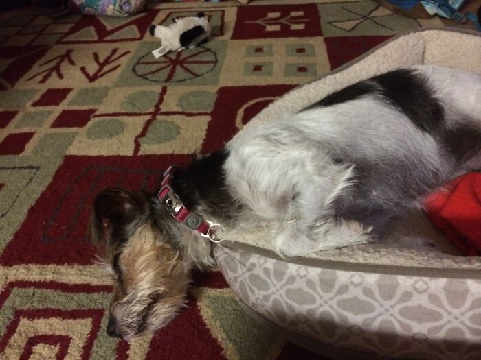 Hey Pandas, Post Weird Things Your Pet Does While Sleeping (Closed) Hey Pandas, Post Weird Things Your Pet Does While Sleeping (Closed)