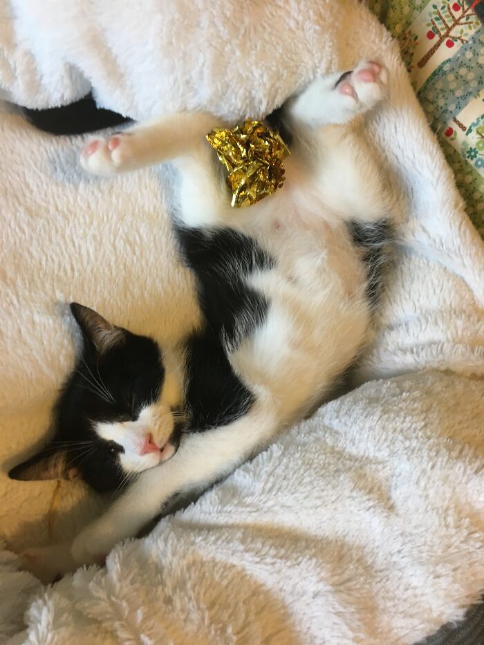 Hey Pandas, Post Weird Things Your Pet Does While Sleeping (Closed) Hey Pandas, Post Weird Things Your Pet Does While Sleeping (Closed)