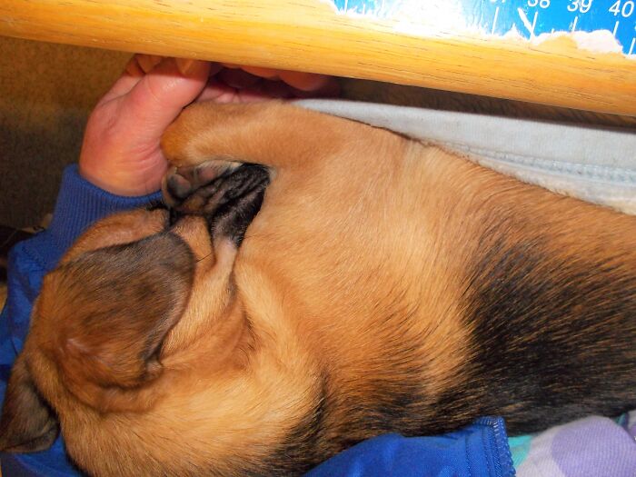 Hey Pandas, Post Weird Things Your Pet Does While Sleeping (Closed) Hey Pandas, Post Weird Things Your Pet Does While Sleeping (Closed)