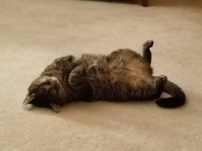 Hey Pandas, Post Weird Things Your Pet Does While Sleeping (Closed) Hey Pandas, Post Weird Things Your Pet Does While Sleeping (Closed)