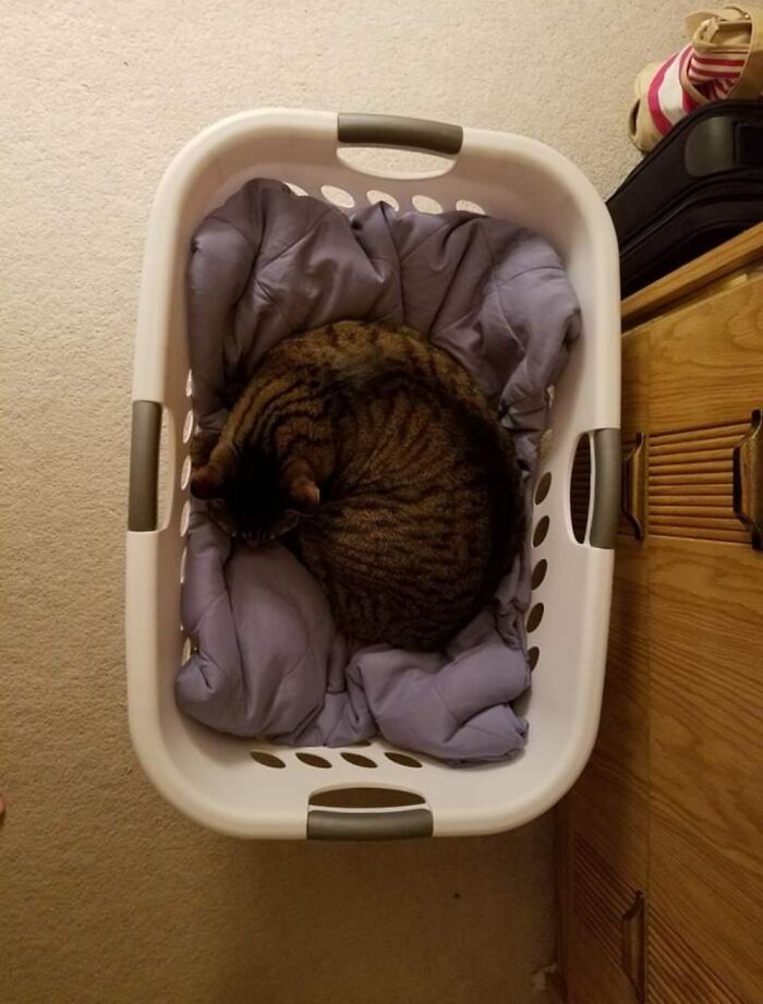 Hey Pandas, Post Weird Things Your Pet Does While Sleeping (Closed) Hey Pandas, Post Weird Things Your Pet Does While Sleeping (Closed)