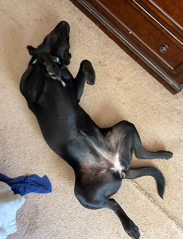 Hey Pandas, Post Weird Things Your Pet Does While Sleeping (Closed) Hey Pandas, Post Weird Things Your Pet Does While Sleeping (Closed)