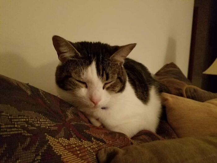 Hey Pandas, Post Weird Things Your Pet Does While Sleeping (Closed) Hey Pandas, Post Weird Things Your Pet Does While Sleeping (Closed)