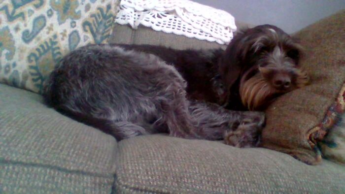 Hey Pandas, Post Weird Things Your Pet Does While Sleeping (Closed) Hey Pandas, Post Weird Things Your Pet Does While Sleeping (Closed)