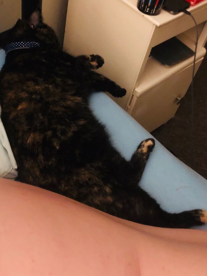 Hey Pandas, Post Weird Things Your Pet Does While Sleeping (Closed) Hey Pandas, Post Weird Things Your Pet Does While Sleeping (Closed)