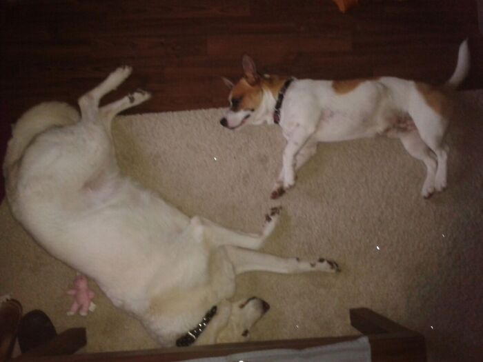 Hey Pandas, Post Weird Things Your Pet Does While Sleeping (Closed) Hey Pandas, Post Weird Things Your Pet Does While Sleeping (Closed)