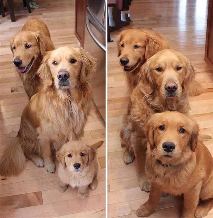 45 Adorable Dogs Before & After They Grew Up (New Pics) 45 Adorable Dogs Before & After They Grew Up (New Pics)