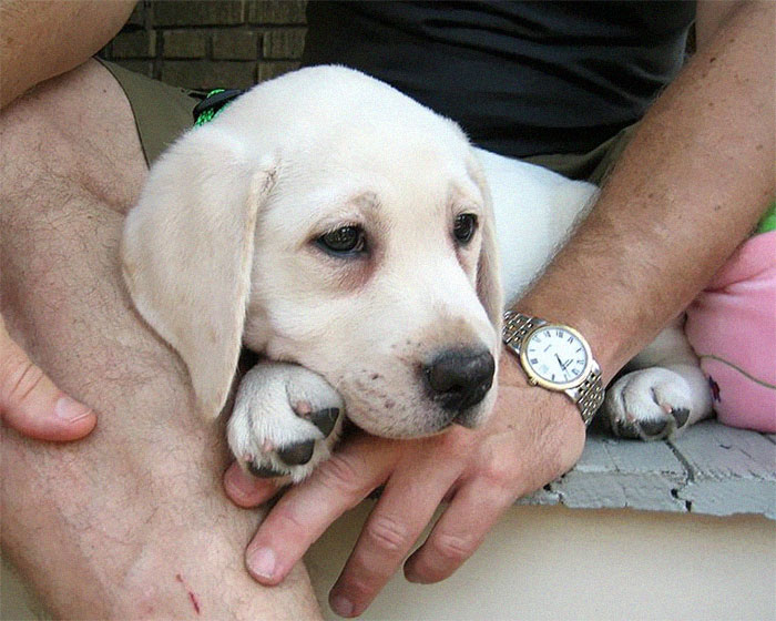 Vet Is Forced To Put A Healthy Pup To Sleep, Pleads With People To Think Twice Before Getting A Dog In Lockdown Vet Is Forced To Put A Healthy Pup To Sleep, Pleads With People To Think Twice Before Getting A Dog In Lockdown