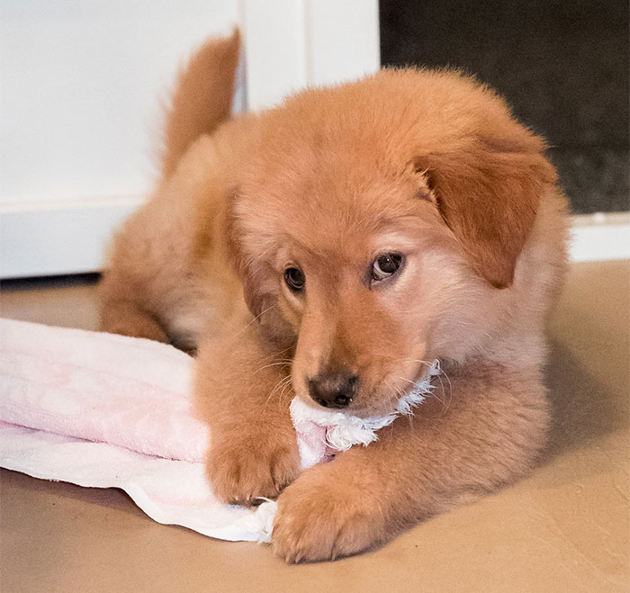 Vet Is Forced To Put A Healthy Pup To Sleep, Pleads With People To Think Twice Before Getting A Dog In Lockdown Vet Is Forced To Put A Healthy Pup To Sleep, Pleads With People To Think Twice Before Getting A Dog In Lockdown