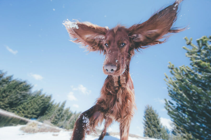 My Life With Baloo (19 Pics) My Life With Baloo (19 Pics)