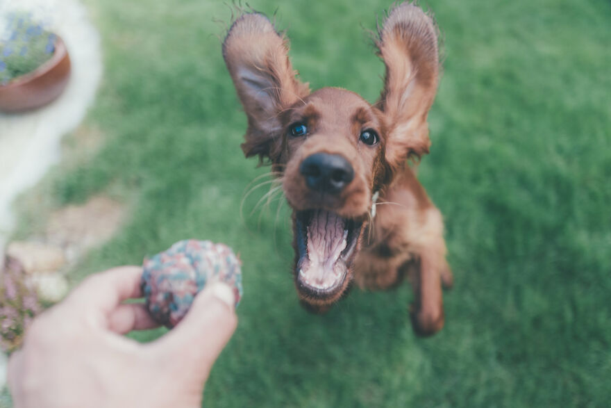 My Life With Baloo (19 Pics) My Life With Baloo (19 Pics)