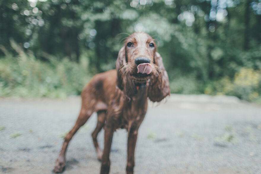 My Life With Baloo (19 Pics) My Life With Baloo (19 Pics)