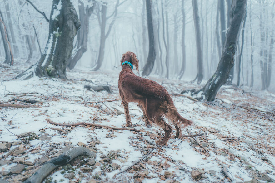 My Life With Baloo (19 Pics) My Life With Baloo (19 Pics)