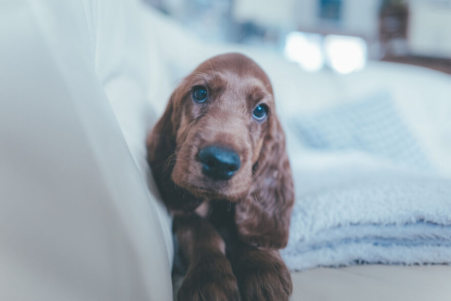 My Life With Baloo (19 Pics) My Life With Baloo (19 Pics)