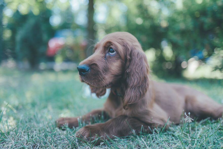 My Life With Baloo (19 Pics) My Life With Baloo (19 Pics)