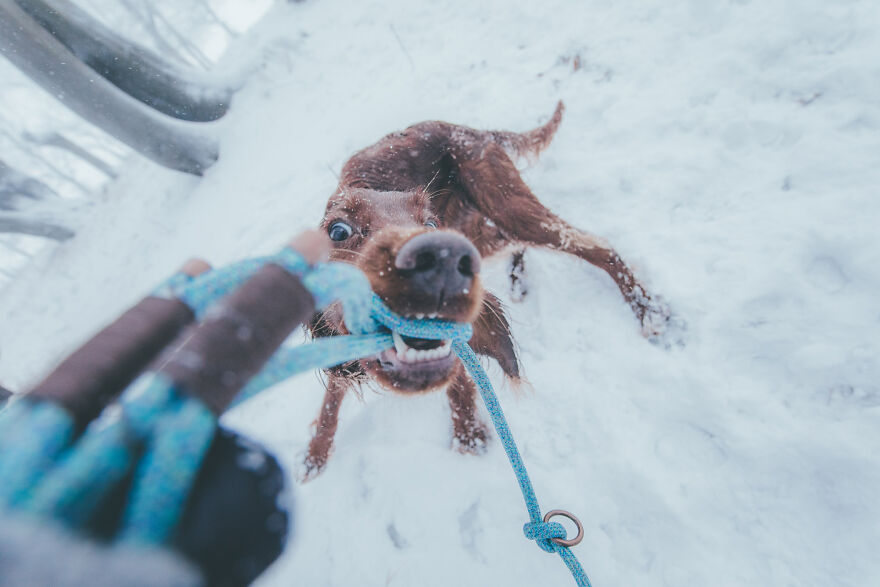 My Life With Baloo (19 Pics) My Life With Baloo (19 Pics)