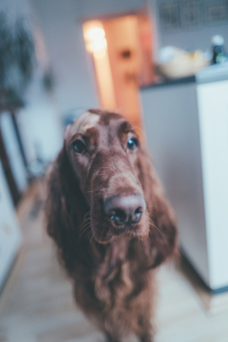 My Life With Baloo (19 Pics) My Life With Baloo (19 Pics)