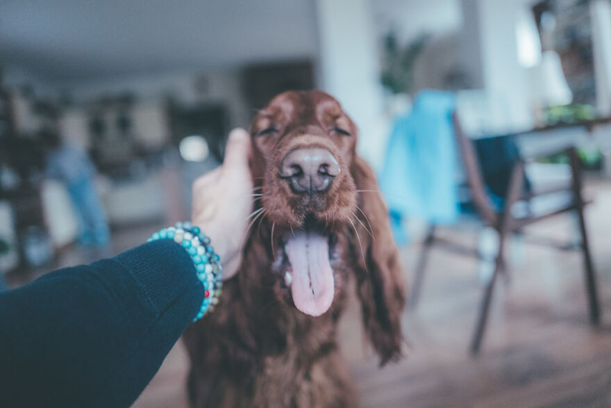 My Life With Baloo (19 Pics) My Life With Baloo (19 Pics)