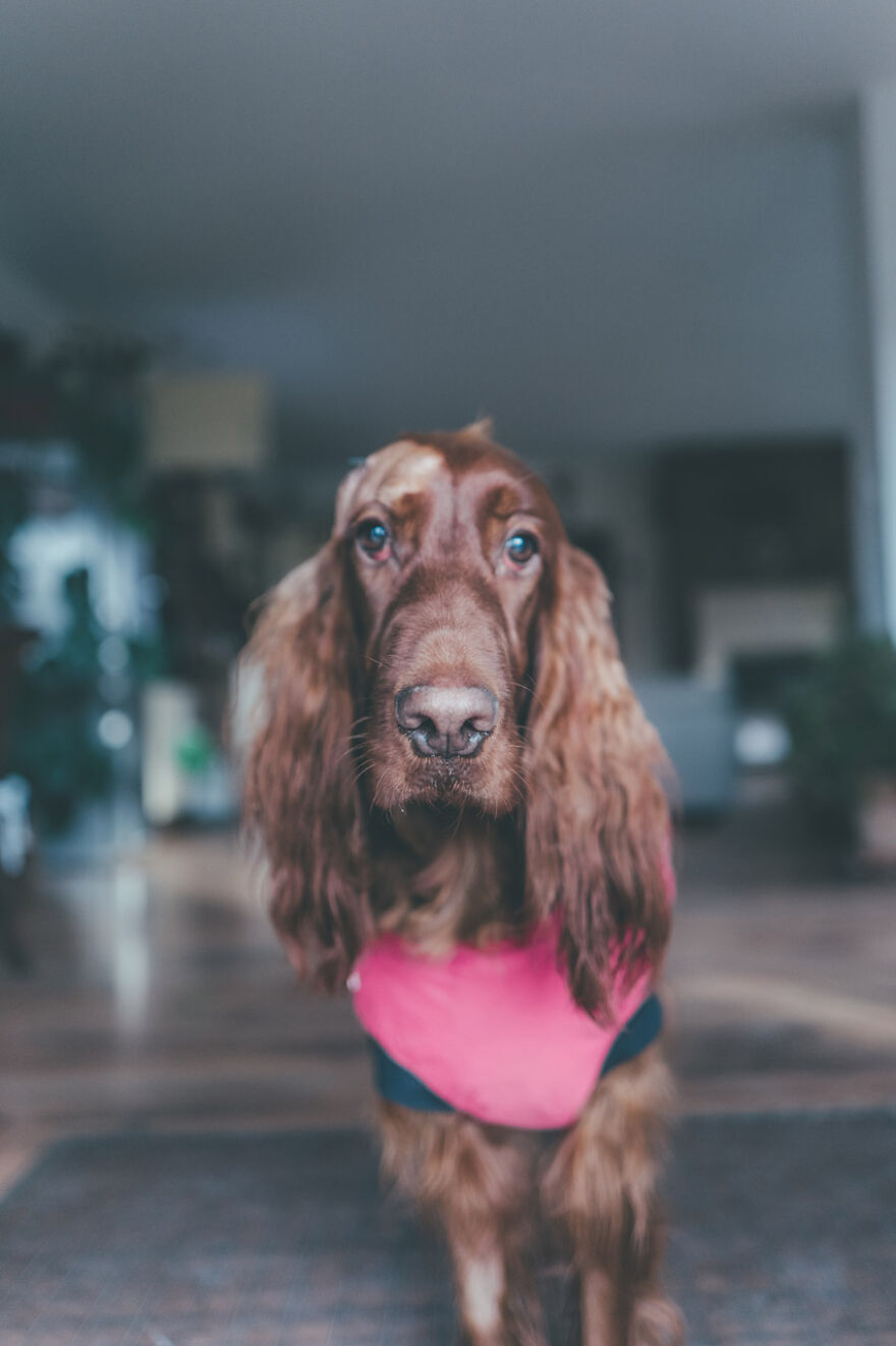 My Life With Baloo (19 Pics) My Life With Baloo (19 Pics)