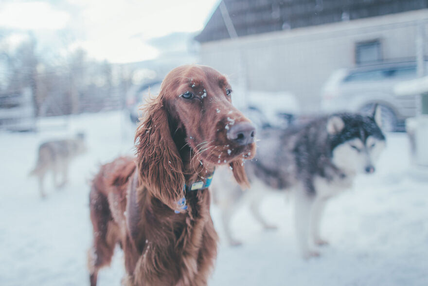 My Life With Baloo (19 Pics) My Life With Baloo (19 Pics)