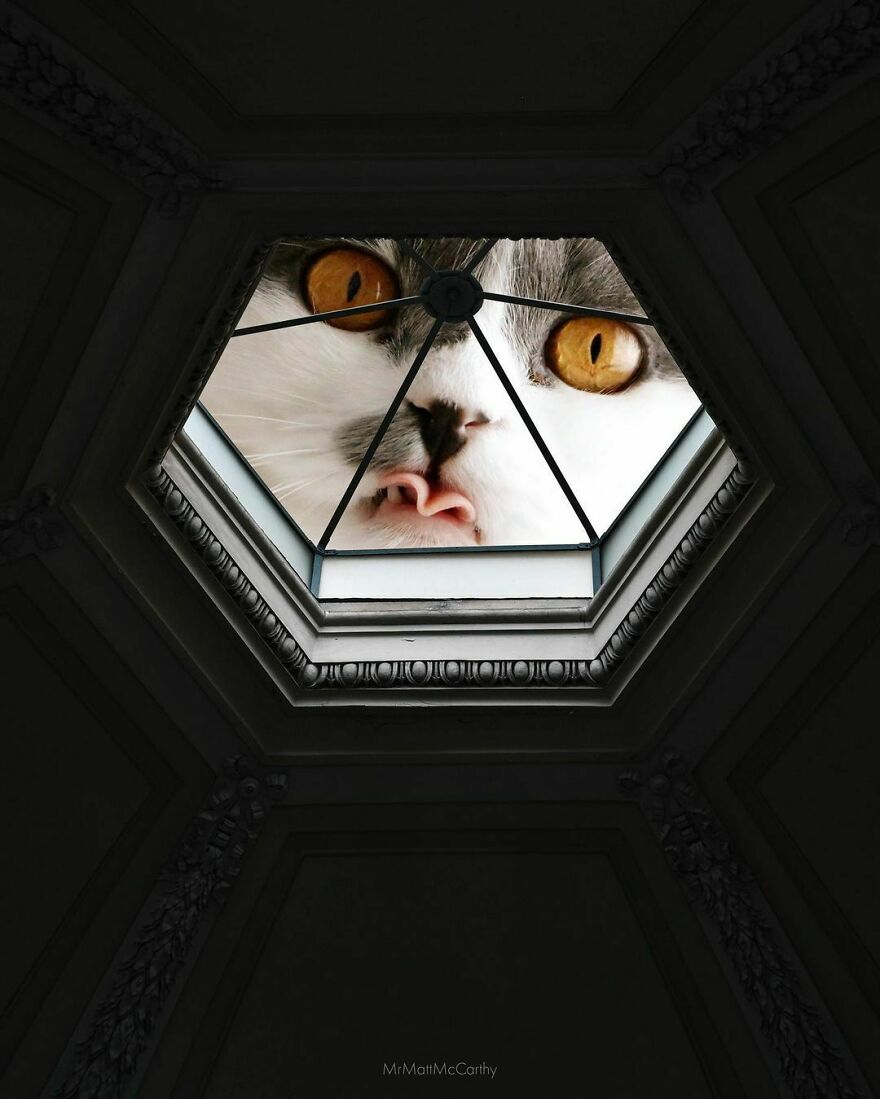 This Artist Uses Photoshop To Create Surreal Giant Cat Landscapes, Here Are His Best 30 Edits This Artist Uses Photoshop To Create Surreal Giant Cat Landscapes, Here Are His Best 30 Edits