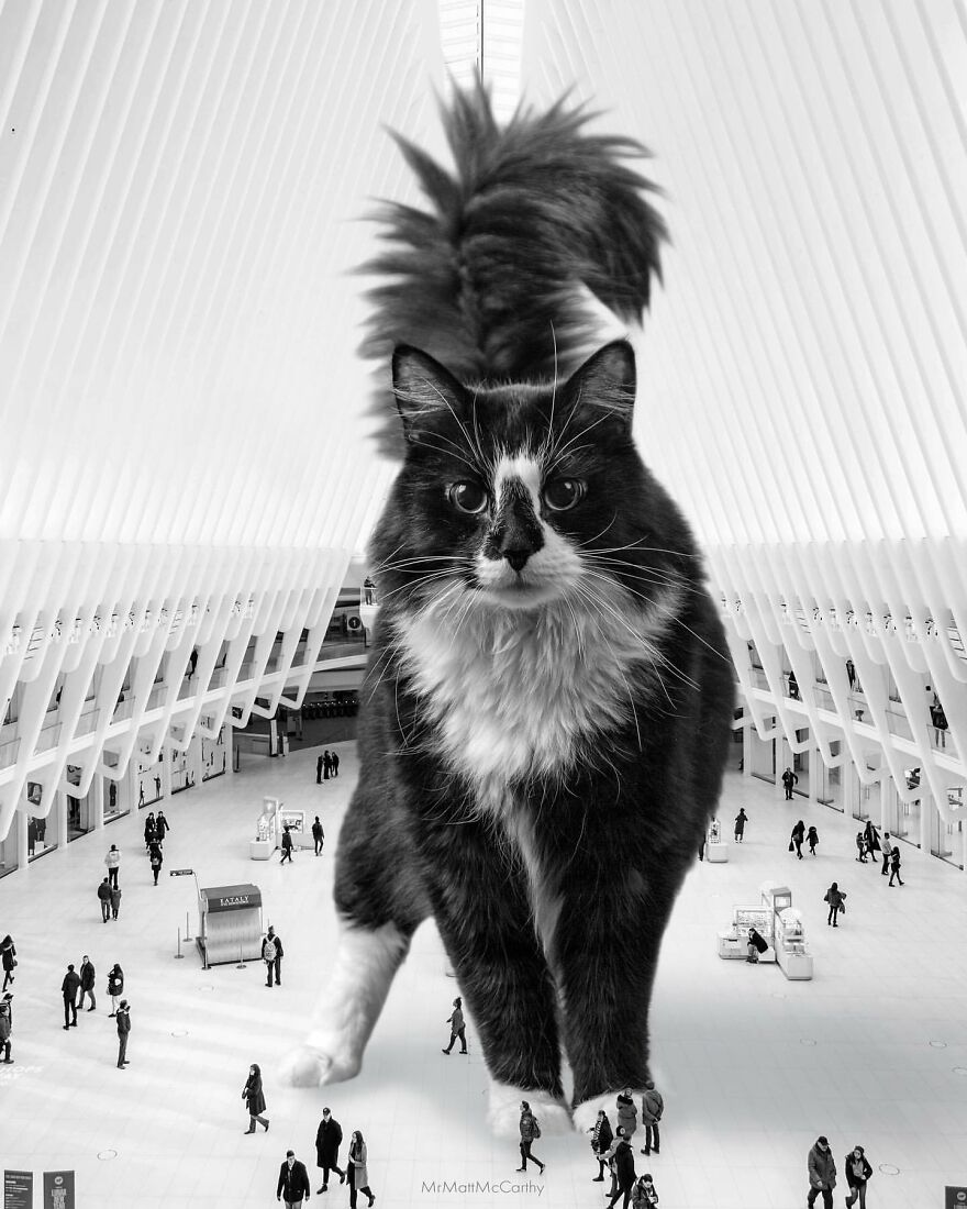 This Artist Uses Photoshop To Create Surreal Giant Cat Landscapes, Here Are His Best 30 Edits