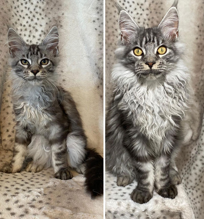 50 Interesting Comparison Images To Give You A New Perspective On Things 50 Interesting Comparison Images To Give You A New Perspective On Things