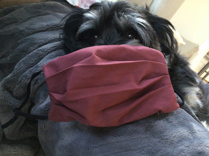 Hey Pandas, Try To Put A Mask On Your Pet And Post The Result (Closed) Hey Pandas, Try To Put A Mask On Your Pet And Post The Result (Closed)