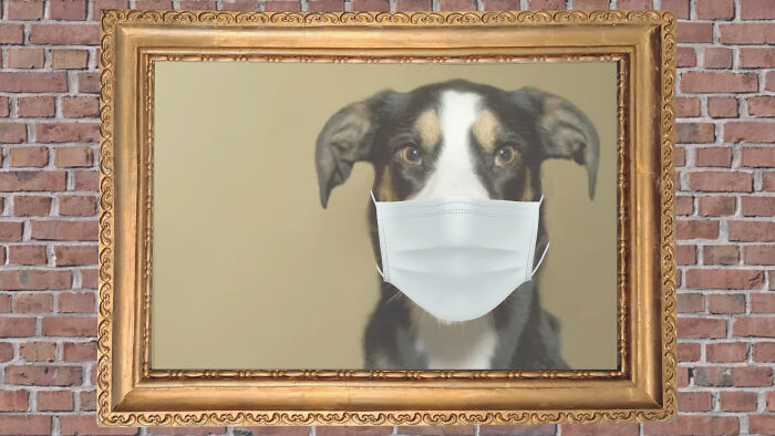 Hey Pandas, Try To Put A Mask On Your Pet And Post The Result (Closed) Hey Pandas, Try To Put A Mask On Your Pet And Post The Result (Closed)