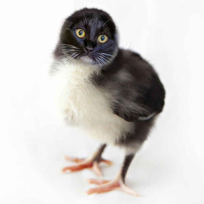 Hey Pandas, Create The Weirdest Animal Yet Using Photoshop (Closed) Hey Pandas, Create The Weirdest Animal Yet Using Photoshop (Closed)