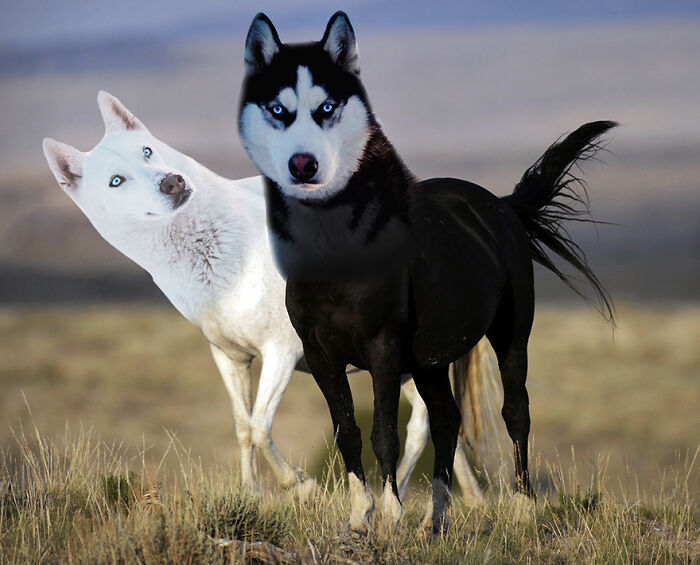 Hey Pandas, Create The Weirdest Animal Yet Using Photoshop (Closed) Hey Pandas, Create The Weirdest Animal Yet Using Photoshop (Closed)