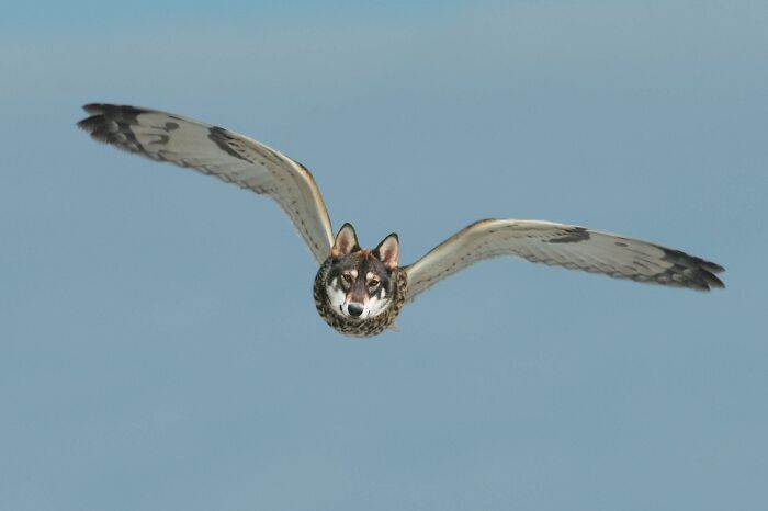 Hey Pandas, Create The Weirdest Animal Yet Using Photoshop (Closed) Hey Pandas, Create The Weirdest Animal Yet Using Photoshop (Closed)