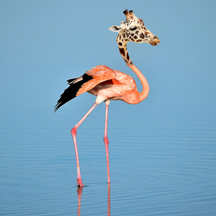 Hey Pandas, Create The Weirdest Animal Yet Using Photoshop (Closed) Hey Pandas, Create The Weirdest Animal Yet Using Photoshop (Closed)